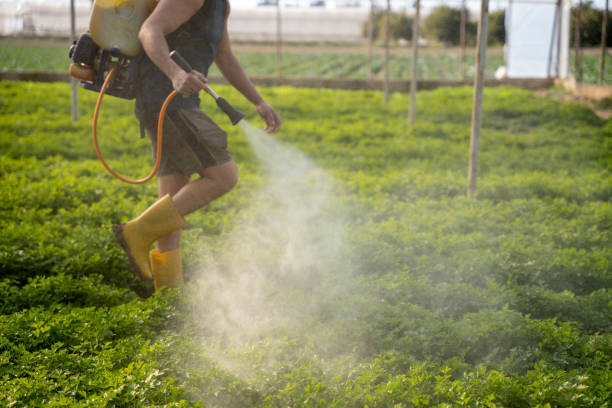 Best Pest Control Near Me  in Alto, TX