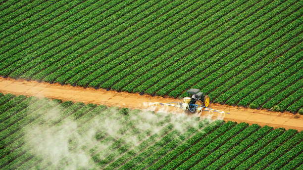 Best Termite Control Services  in Alto, TX